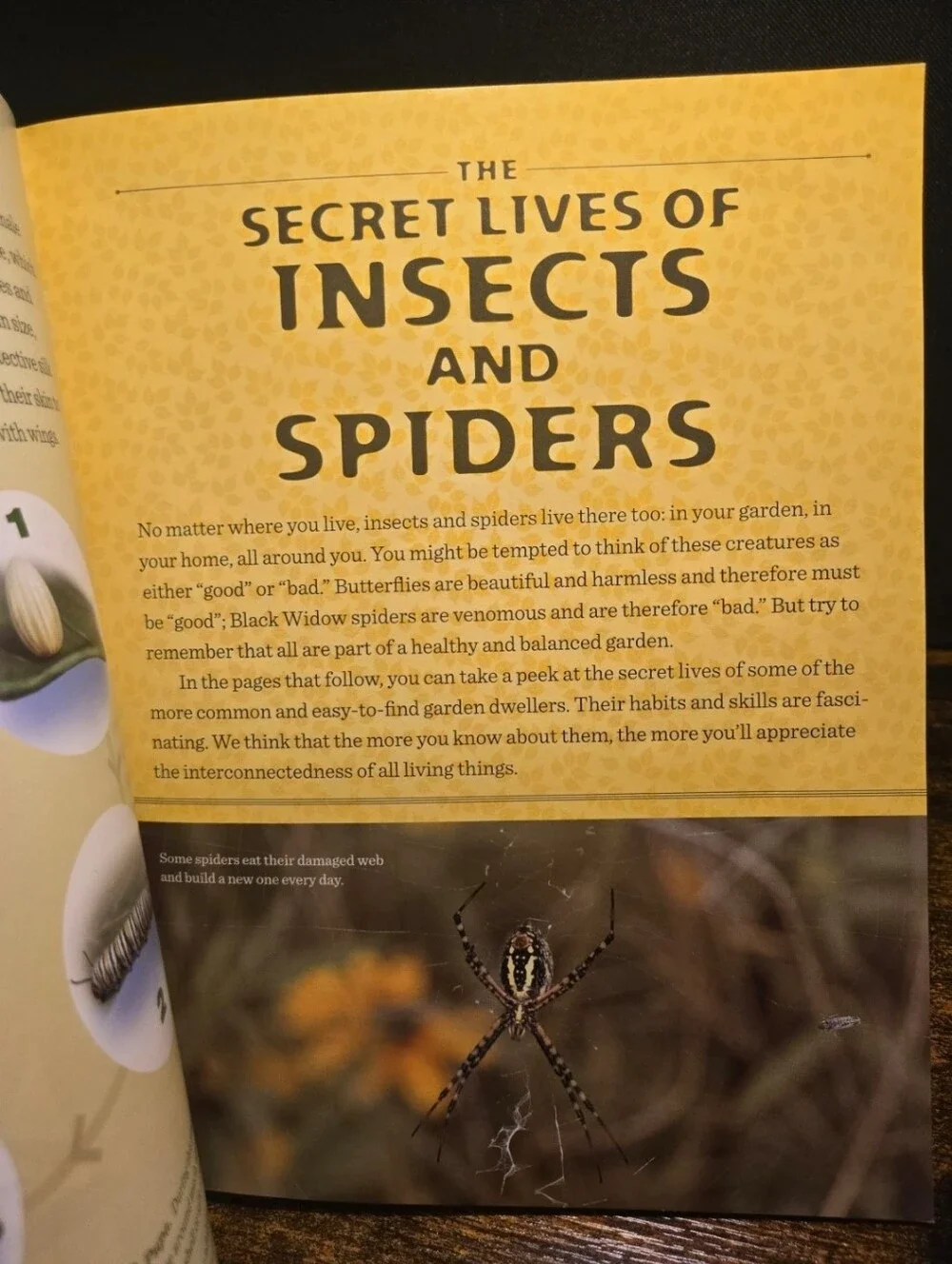 The Secret Lives of Backyard Bugs
